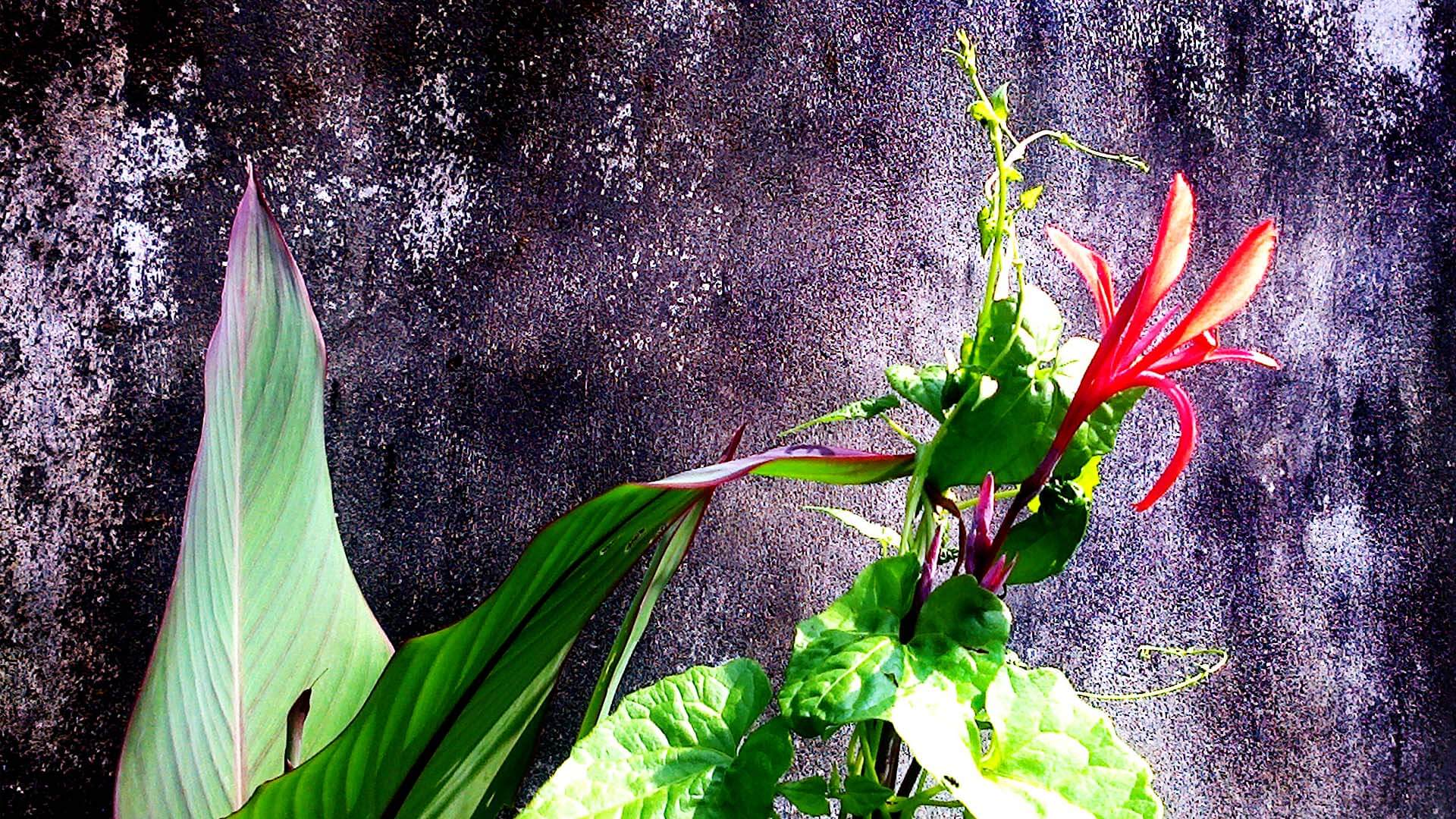 Flower_-_Adobe_Photoshop_CS4_Edit_By_SOURAV